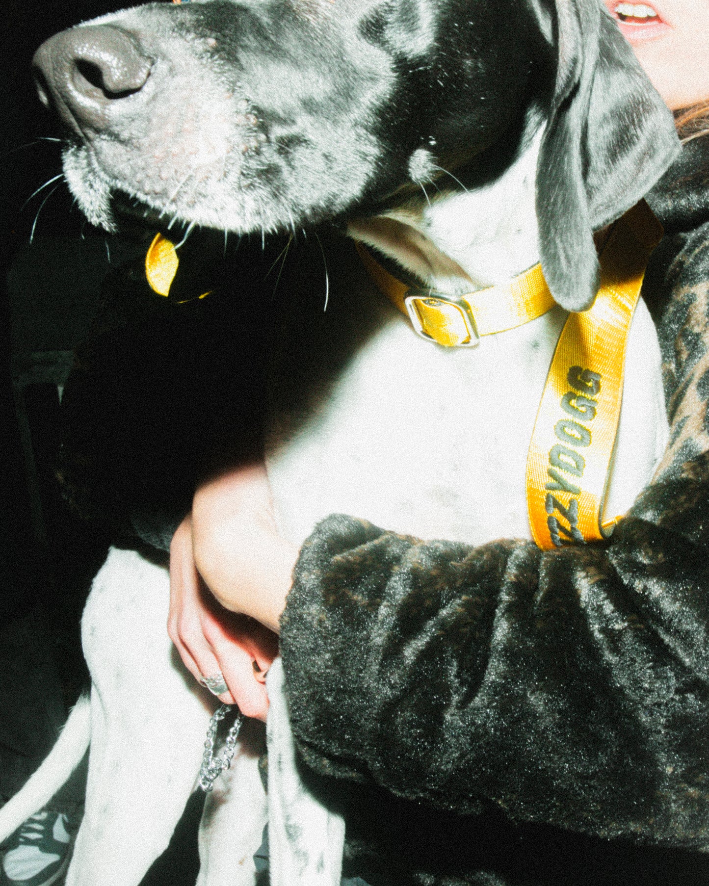 IZZYDOGG COLLAR LEASH YELLOW BLACK