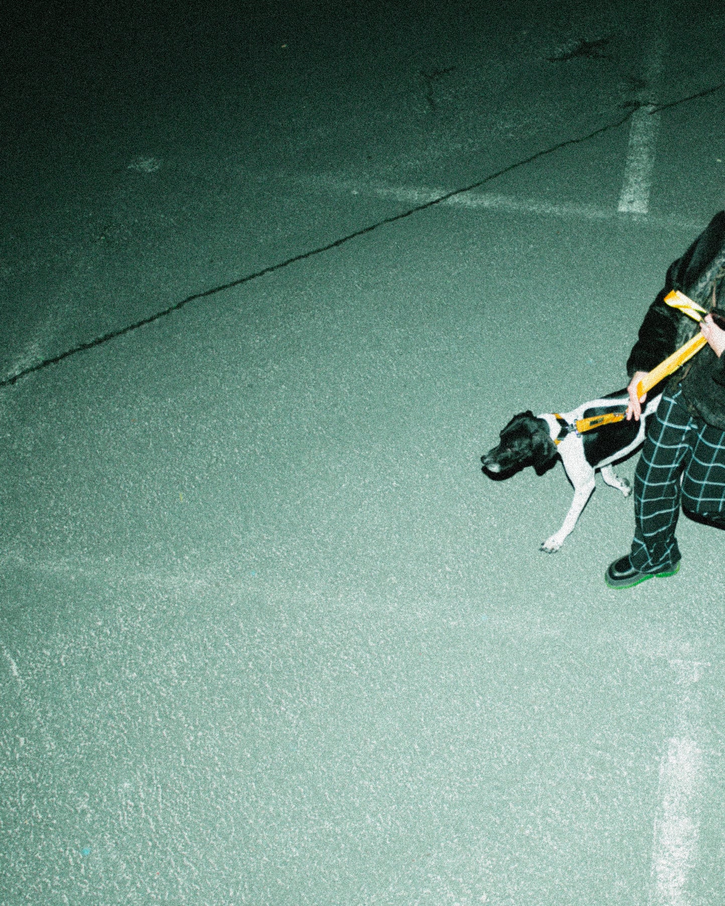 IZZYDOGG COLLAR LEASH YELLOW BLACK