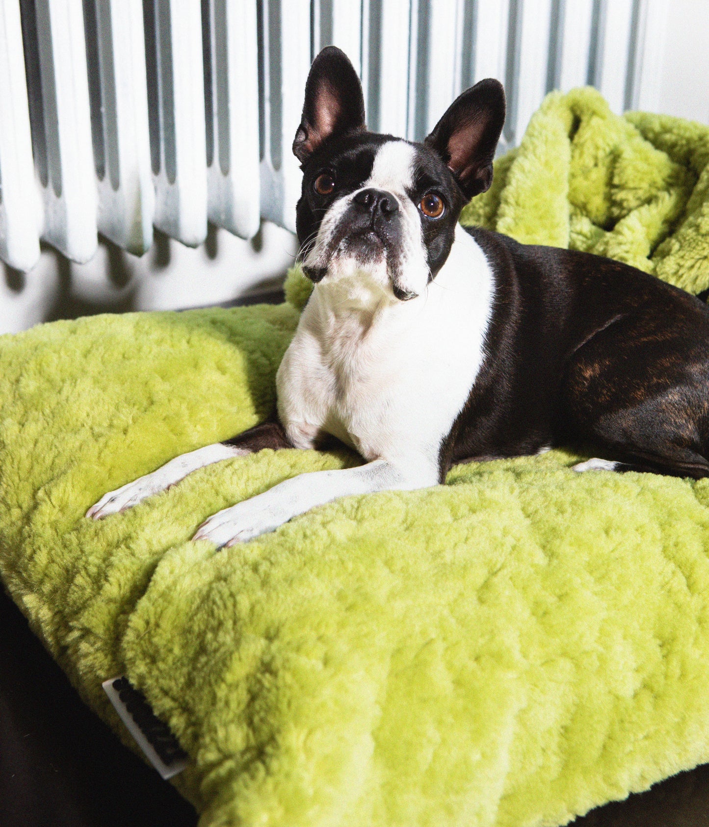 Izzydogg design dog bed cushion in leaf green recycled fluffy faux fur with removable cover and high quality memory foam.