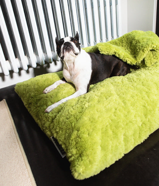 Izzydogg design dog bed cushion in leaf green recycled fluffy faux fur with removable cover and high quality memory foam.