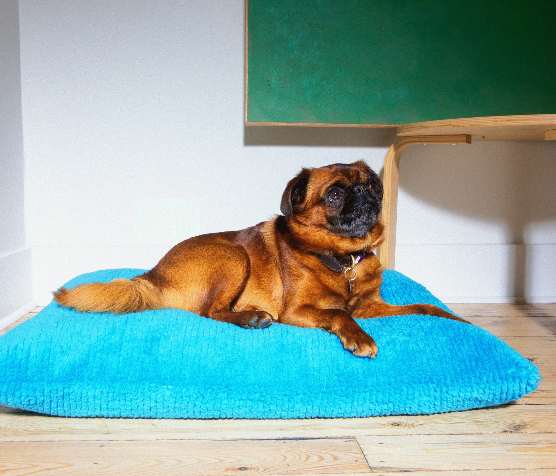 Izzydogg design dog bed cushion in sapphire blue recycled fluffy faux fur with removable cover and high quality memory foam.