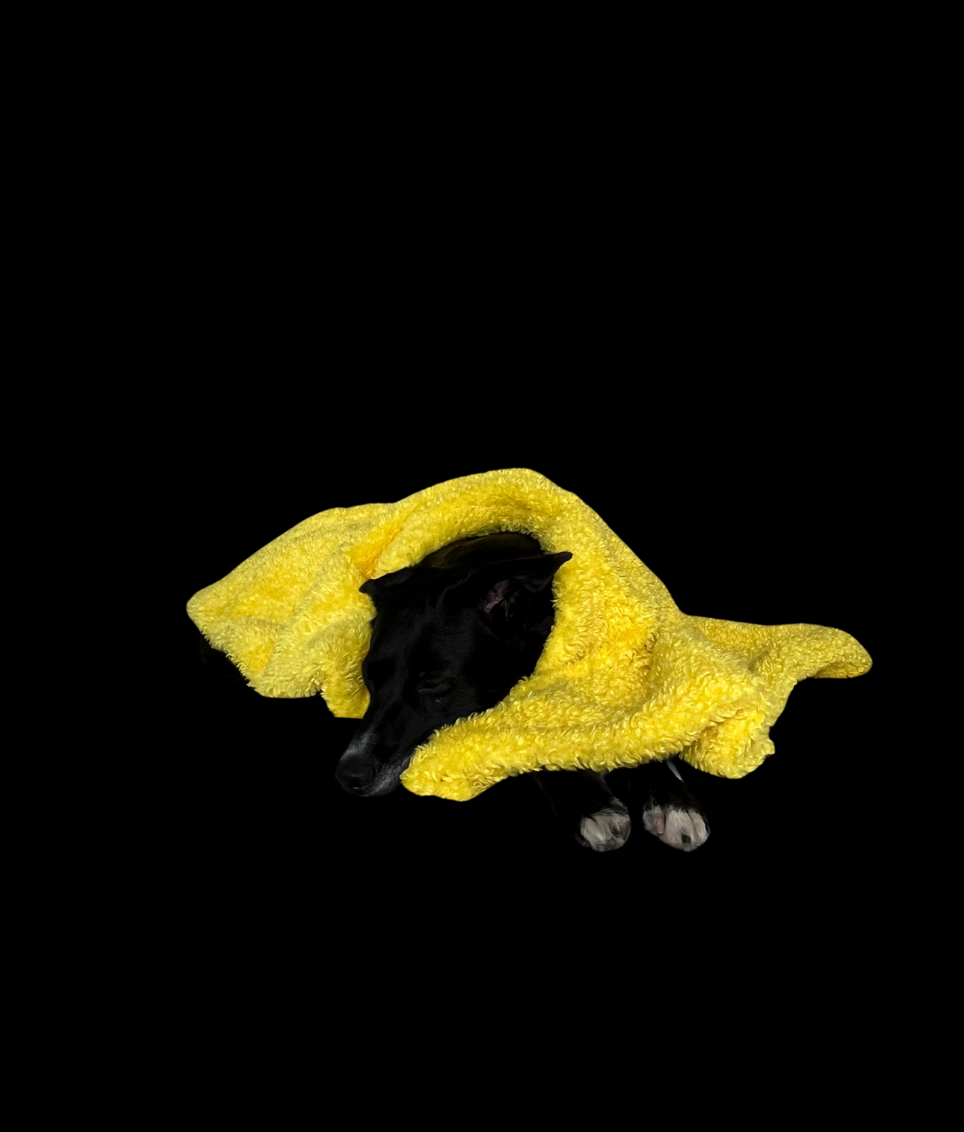 Soft Izzydogg dog blanket in canary yellow recycled faux fur, double-sided with black velvet peach skin fabric.