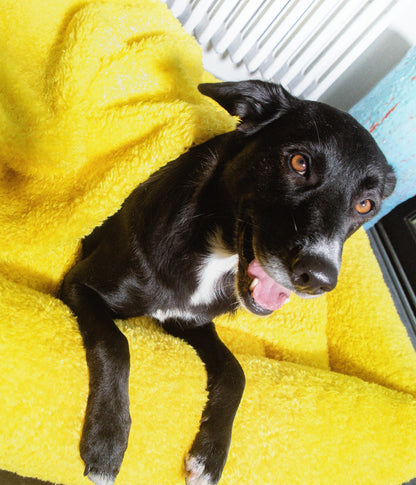 Soft Izzydogg dog blanket in canary yellow recycled faux fur, double-sided with black velvet peach skin fabric.