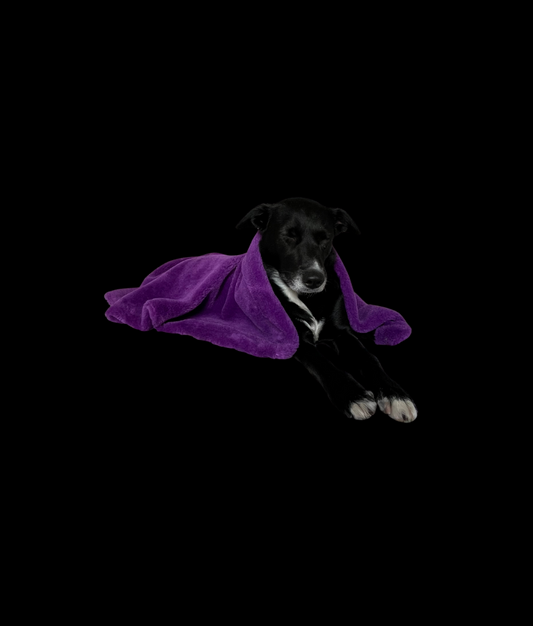 Soft Izzydogg dog blanket in dark purple recycled faux fur, double-sided with black velvet peach skin fabric.