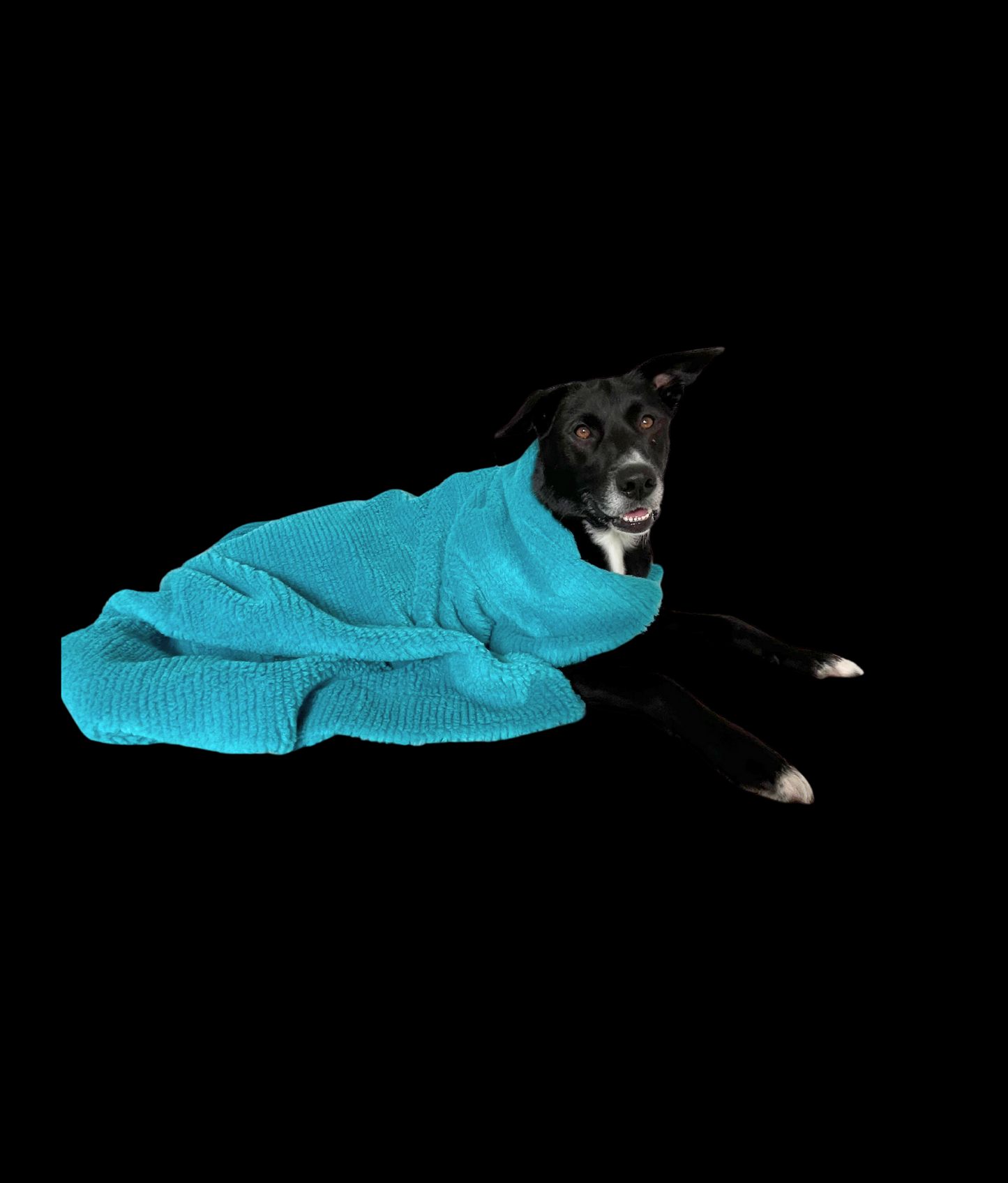 Soft Izzydogg dog blanket in sapphire blue recycled faux fur, double-sided with black velvet peach skin fabric.