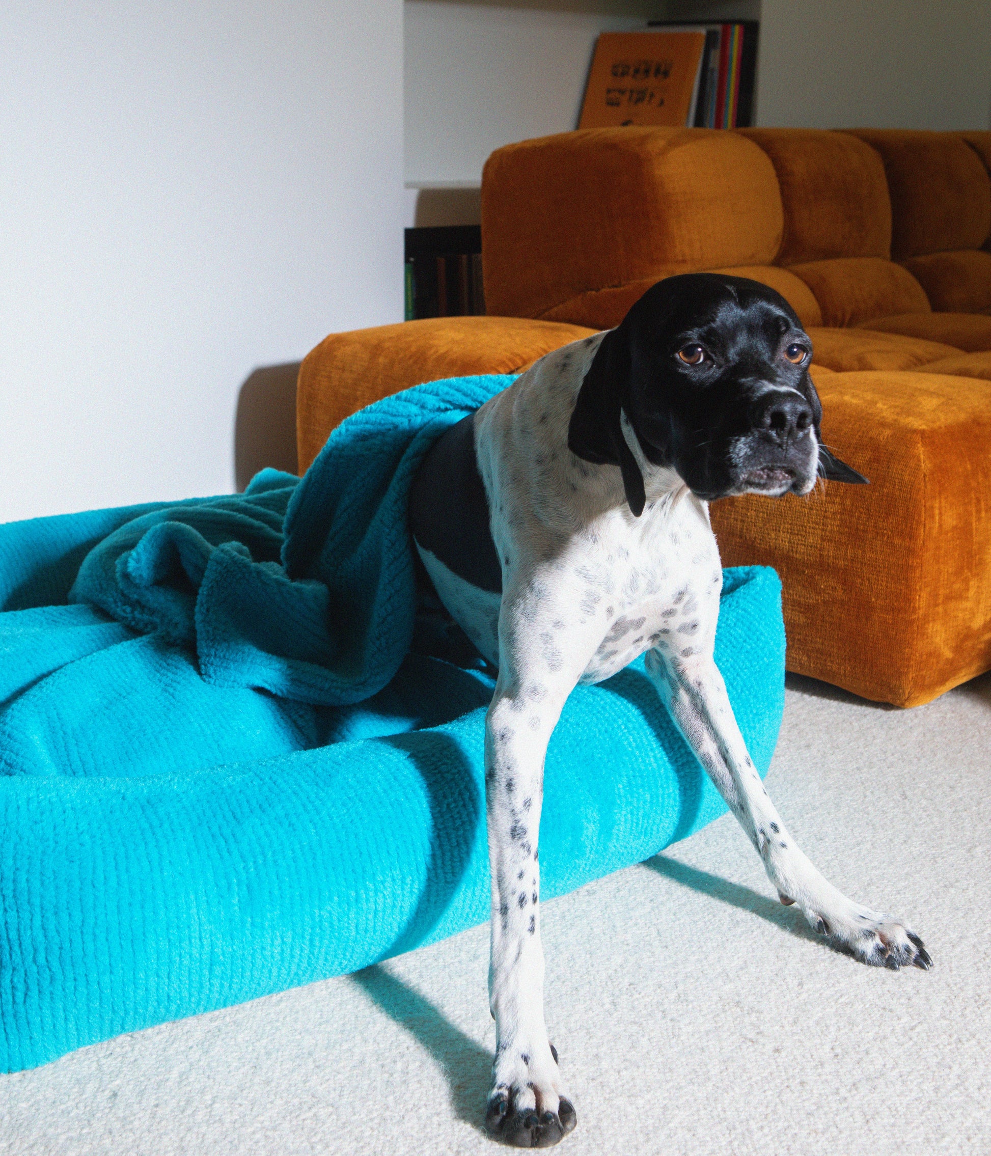 Soft Izzydogg dog blanket in sapphire blue recycled faux fur, double-sided with black velvet peach skin fabric.