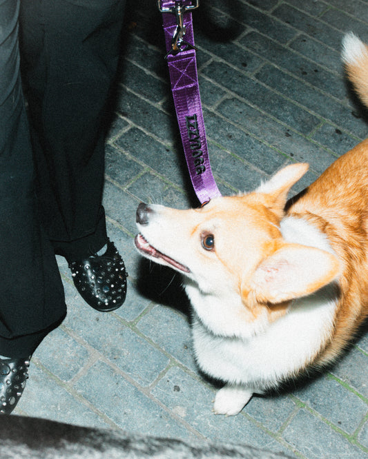 IZZYDOGG PURPLE BLACK DOG LEASH / LEAD